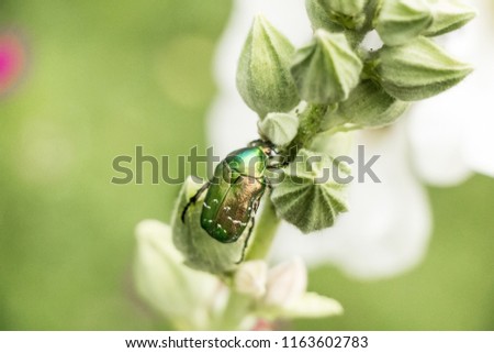 Cetonia aurata golden beetle on flower