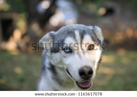 Dog husky with different color eyes in the green grass background.
