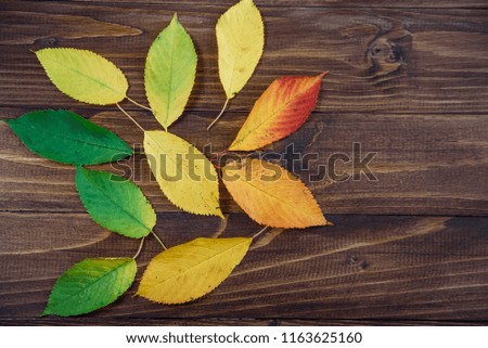 Autumn leaves transition from green to red on wooden background. Concept change of season.