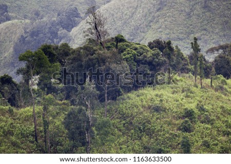 The picture of hill forest trees in high mountain, Chong Yen, Mae Wong National Park, northern of Thailand.
