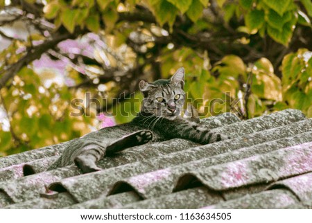 Sleeping cat on a roof in natural environment 