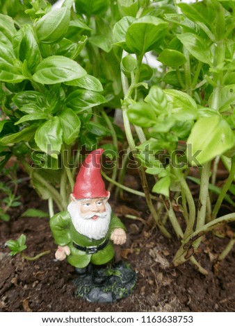 Garden Gnome between basil plants