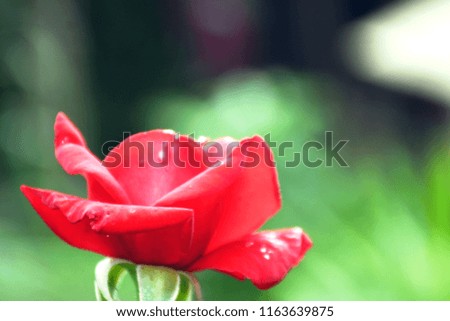 A red rose image.