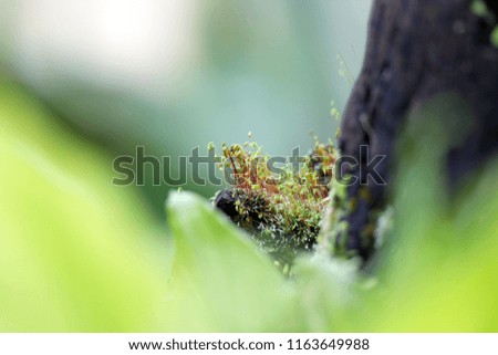 The picture of hill forest plants with dewdrop on high mountain in early morning, Chong Yen, Mae Wong National Park, northern of Thailand.