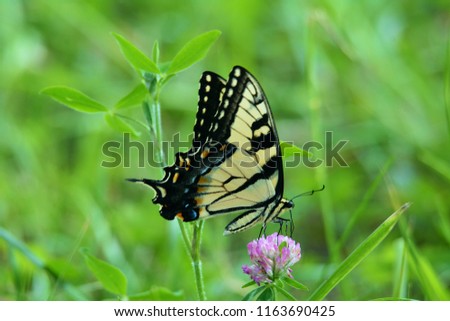 An Eastern Swallowtail Butterfly on a clover flower, in a meadow of Cades Cove, Smoky Mountains, Tennessee.  This picture captures a side view of this butterfly.