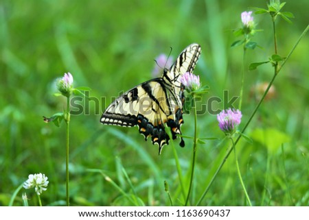 An Eastern Swallowtail Butterfly on a clover flower, in a meadow of Cades Cove, Smoky Mountains, Tennessee. The picture captures an underside view, detailing the body as well as wings of the butterfly