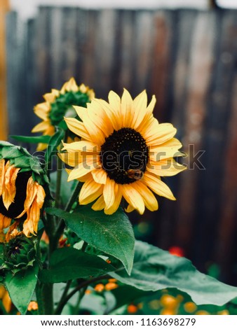 flowers of a sunflower and a bee