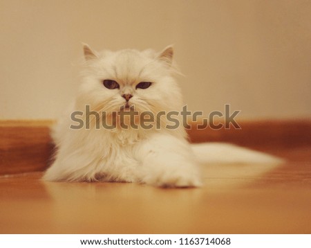 White Persian cat funny