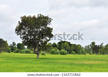 
Tree in the field