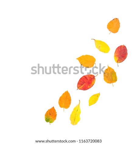 Autumn fall leaves on white background. Flat lay, top view. Copy space