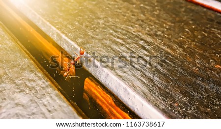 Two red ants are talking on the wooden table with shining light