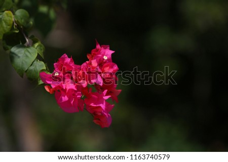 View of bougainvillea flowers in Malaysia. Pattern of pink petals and green leaves. Close up view of the tropical plant. Vibrant and bright color. Natural outdoor picture