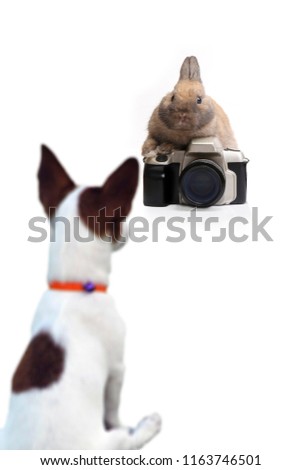 Funny action between rabbit as photographer and dog on white background.
