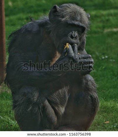 Chimpanzee eatting breakfast