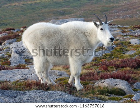 close up of  a  mountain goat at dusk in the alpine tundra near the summit of mount evans, colorado Royalty-Free Stock Photo #1163757016
