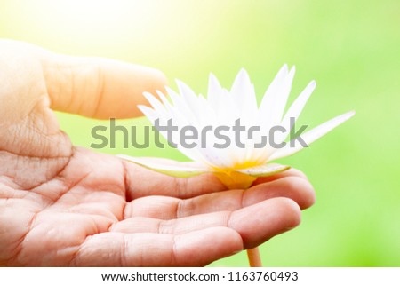 hand holding a bloom water lily white color with green nature background.