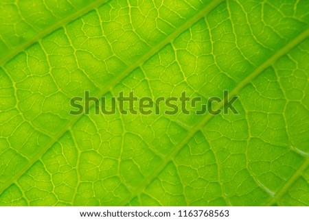 green leaves natural background wallpaper, leaf texture,
