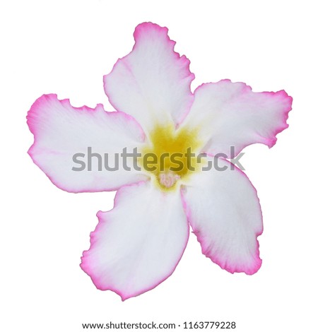 Beautiful white  pink  tropical flower and petals Plumeria flower isolated white with clipping path.     