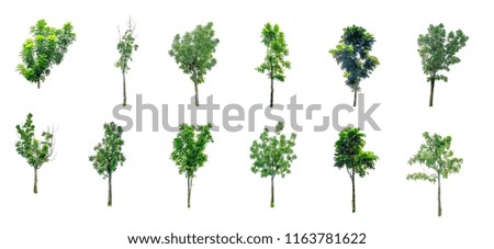 Tree cutting on a white background. Tree editing The white background