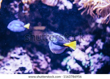 a blue fish in the aquarium