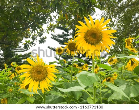 Natural of withered flowers of sunflower.