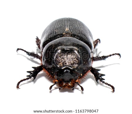 Closeup shot of Female Rhinoceros beetle isolated on white background,Xyloryctes jamaicensis.