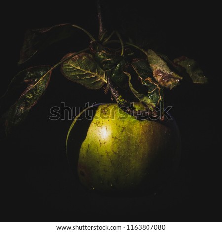A single apple dangles in a shaft or morning sunlight, lit against a dark black background.  Leaves above the apple compliment the composition.  