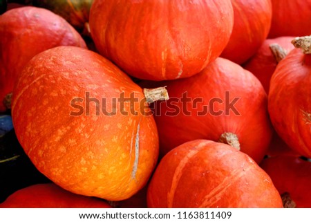 colorful pumpkins ready for the thanksgiving