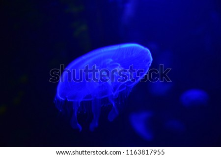 Jellyfish swimming in blue light