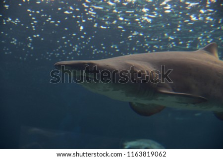 Taurus sharks in water