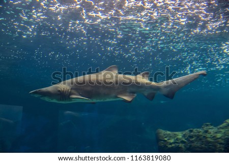 Taurus sharks in water