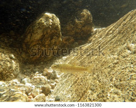 Young brown trout (Salmo trutta fario) from Tajo, a spanish river. Picture underwater, snorkelling in the river.
