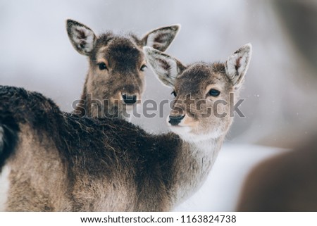 Beautiful deer in winter time.