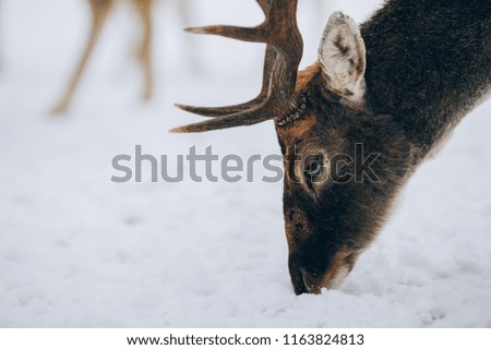 Beautiful deer in winter time.