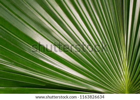 Green leaf close-up, texture, background