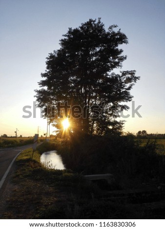 Tree on the shore of a stream in the countryside with sunset view. Can be used with similar image no. 1163830303.