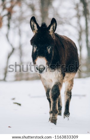 Cute donkey in winter