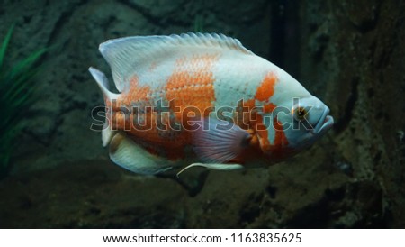Aesthetic of oscar fish (Astronotus ocellatus)