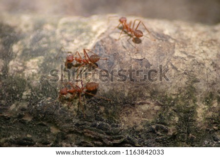 Macro close up beautiful Red imported fire ant find catch and hunt food in nature and copy space for use