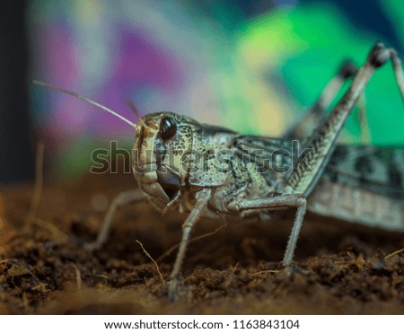 Green grasshopper sits on soil with colorful background, macro (selected focus)