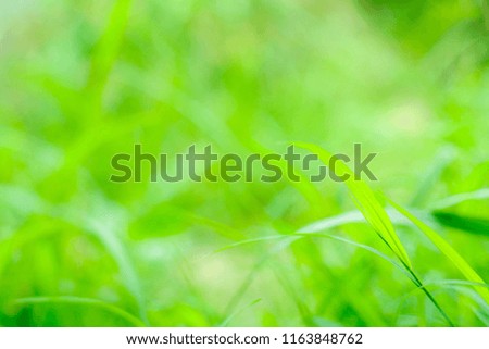 Nature plant and leaf green in garden.Beautiful natural of green leaf on garden background.Close up nature blurred greenery background.Using apply to nature wallpaper and background or nature texture.