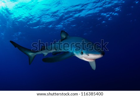 Blue shark in the Atlantic ocean off the Azores