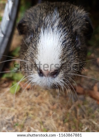 Close up of guinea pig in garden in summer