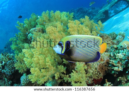 Tropical Fish on Coral reef: Emperor Angelfish