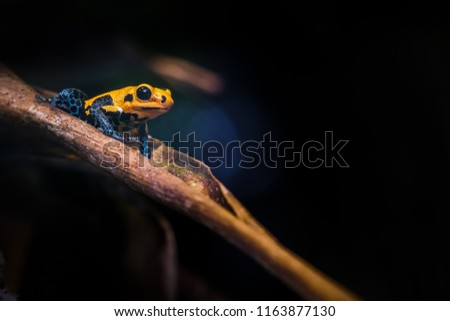 Poison dart frog (also known as dart-poison frog, poison frog or formerly known as poison arrow frog) 