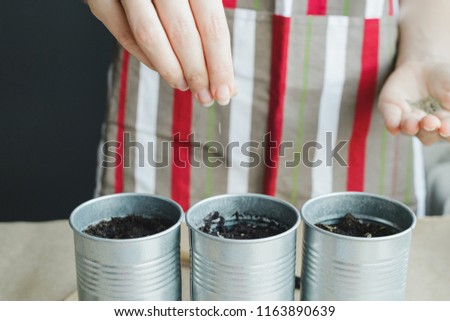woman planting seeds in metal pots, stock photo image