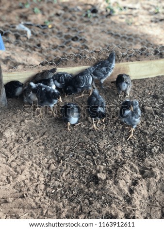 baby chicks exploring the outdoors for the first time