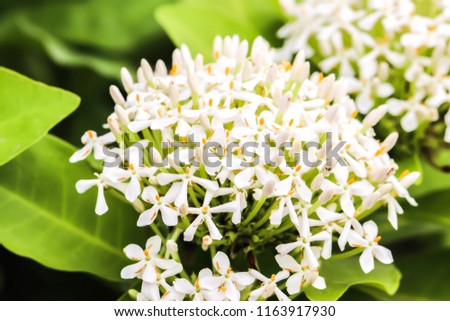 Closeup of white flower spike Rubiaceae Ixora coccinea in the garden