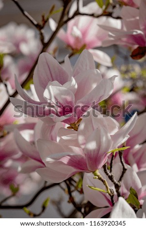 Magnolia in sunlight