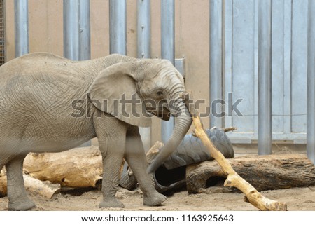 elephant playing in a zoo